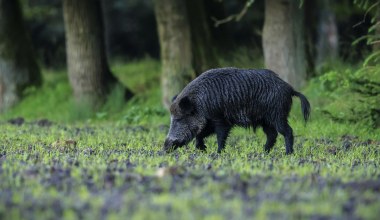 Podrzucono chorego dzika? Rząd mówi o sabotażu. Uwagę zwraca ten szczegół