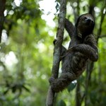 Podsłuchiwanie dżungli. Naukowcy badają dźwięki Amazonii