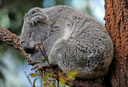 Podstawą systemu Karmic Koala jest jądro Linux 2.6.31 /AFP