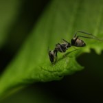 ​Podstęp i manipulacja. Wyrafinowana walka o władzę w świecie mrówek