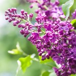 Podsyp tym krzewy bzu. Odwdzięczą się bujnymi kwiatami