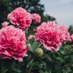 Podsyp tym piwonię, nim skończy się wrzesień. Utonie w morzu kwiatów