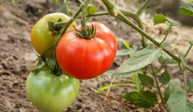 Podsypują tym pomidory, żeby były smaczniejsze. Ogrodnik ostrzega 