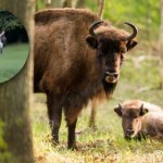 żubr Podszedł do żubra na wyciągnięcie ręki, ten zaatakował. "To nie zabawka"