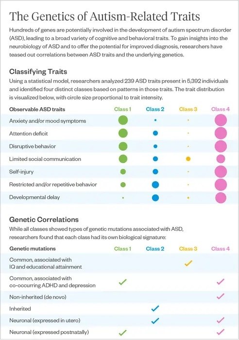 Podtypy autyzmu zdefiniowane w tej pracy /Lucy Reading-Ikkanda/Simons Foundation /Materiały prasowe