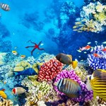 Podwodne głośniki pomogą rafom koralowym