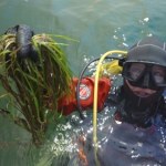 zatoka pucka Podwodne łąki wracają do Bałtyku. Naukowcy sadzą rośliny na dnie morza