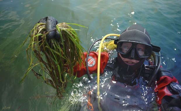 Podwodne łąki wracają do Bałtyku. Naukowcy sadzą rośliny na dnie morza