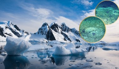 Podwodny robot znalazł pod Antarktyką tysiące jaj. Kto je złożył?