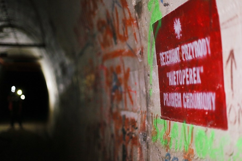 Podziemia Międzyrzeckiego Rejonu Umocnionego to największe zimowisko nietoperzy w Europie Środkowej i Wschodniej /Lech Muszyński /PAP