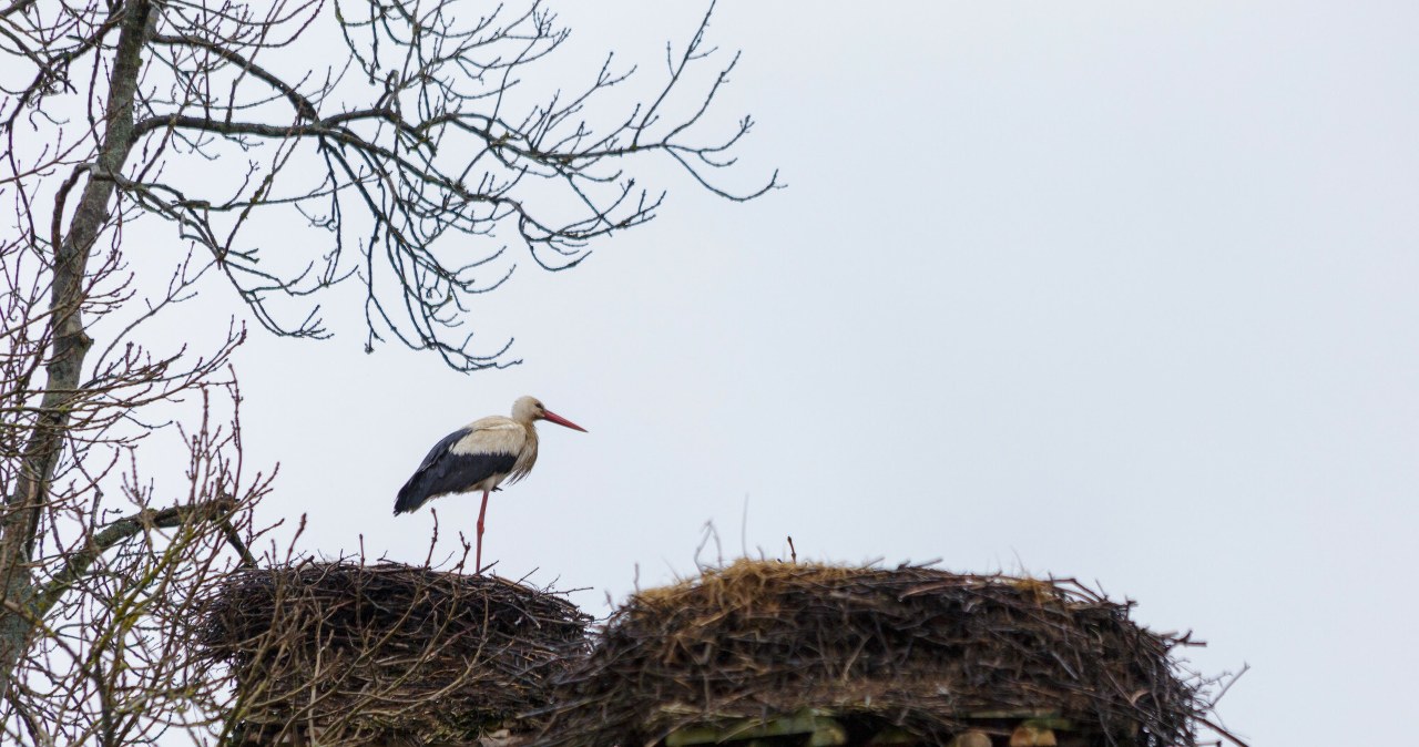 Pogoda będzie jesienna, choć mamy wiosnę /Pawel Oleszczuk /East News