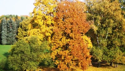 Pogoda: Dziś sporo słońca. Jakie będą kolejne dni?