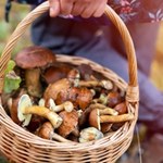 Pogoda sprzyja grzybom! Lidl wstrzelił się z idealną ofertą na początek sezonu