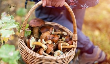 Pogoda sprzyja grzybom! Lidl wstrzelił się z idealną ofertą na początek sezonu