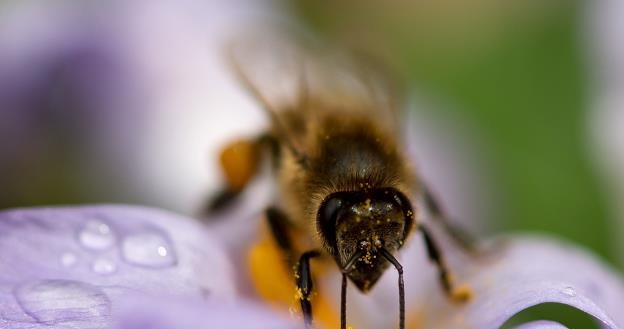 Pogoda w tym roku nie oszczędza pszczół /AFP