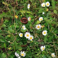 W Gorzowie zakwitły stokrotki