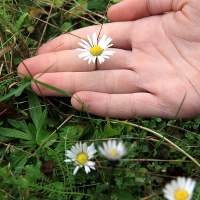 W Gorzowie zakwitły stokrotki