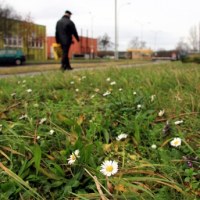 W Gorzowie zakwitły stokrotki