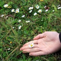 W Gorzowie zakwitły stokrotki