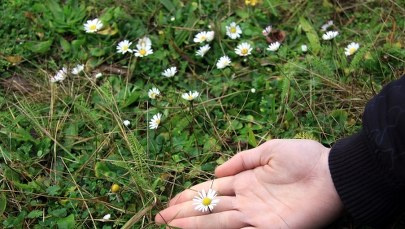 Pogodowe anomalie. W Gorzowie zakwitły stokrotki