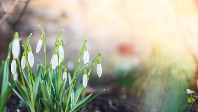 Pogodowy rollercoaster! Dziś nawet 20 stopni, a w poniedziałek śnieg