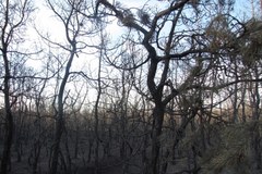 Pogorzelisko w Bukownie koło Olkusza. Ogień strawił 50 hektarów lasu 