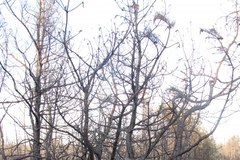 Pogorzelisko w Bukownie koło Olkusza. Ogień strawił 50 hektarów lasu 