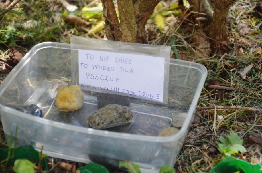 Poidełko dla pszczół /Marlena Chudzio /RMF FM