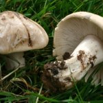 Pojawia się na łąkach już w kwietniu. Jest jadalna i ceniona za wyjątkowy smak