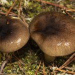 grzyby jadalne Pojawia się po pierwszych przymrozkach. Szukaj w określonych miejscach