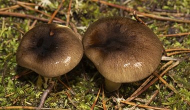 Pojawia się po pierwszych przymrozkach. Szukaj w określonych miejscach
