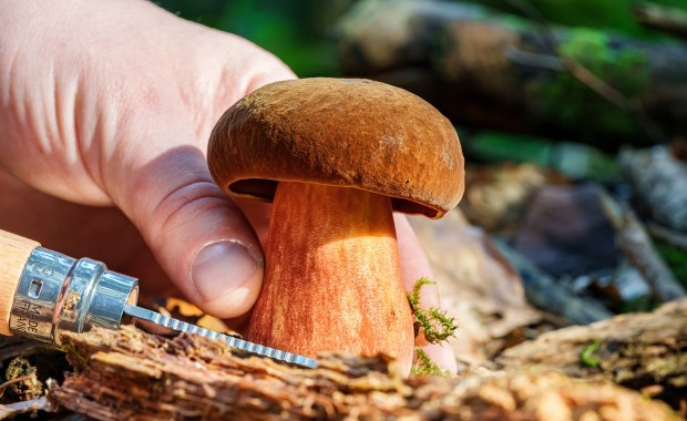 Pojawia się w lasach już w maju. Wielu go omija, a to jeden z najsmaczniejszych borowików