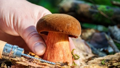 Pojawia się w lasach już w maju. Wielu go omija, a to jeden z najsmaczniejszych borowików