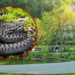 Pojawiają się w piaskownicach i na chodnikach. Pilny apel służb w Gdyni