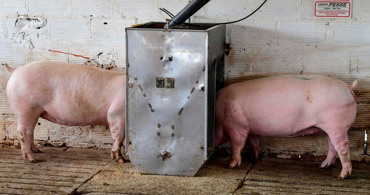 Pojawienie się afrykańskiego pomoru świń w Niemczech wpłynie na spadek cen wieprzowiny na unijnym rynku, a także w Polsce /AFP