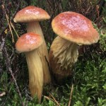 Pojawienie się tego borowika to sygnał ostrzegawczy. Leśnicy alarmują