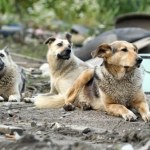 Indie Pojawił się nowy drapieżnik. Jest skuteczniejszy niż wszystkie pozostałe