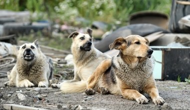 Pojawił się nowy drapieżnik. Jest skuteczniejszy niż wszystkie pozostałe
