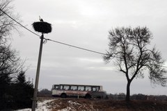 Pojawił się pierwszy bocian. Czy to koniec zimy?