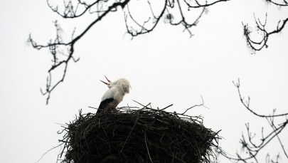 Pojawił się pierwszy bocian. Czy to koniec zimy?