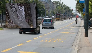 Pojawił się w środku Warszawy. Inwazyjny gatunek zajmuje polskie miasta