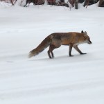 placówka dyplomatyczna