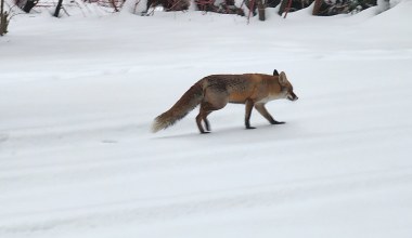 Pojawił się w warszawskiej ambasadzie. Francuz pokazał zdjęcia