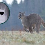 Pojawiło się nagranie pumy spod Głogowa. Widać, że to spory drapieżnik