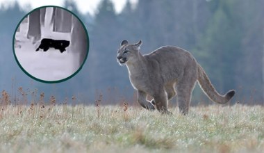 Pojawiło się nagranie pumy spod Głogowa. Widać, że to spory drapieżnik
