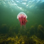 Pojawiły się blisko plaży nad Bałtykiem. W jeden weekend poparzyły 300 osób