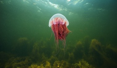 Pojawiły się blisko plaży nad Bałtykiem. W jeden weekend poparzyły 300 osób