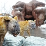 hieny Pojawiły się nowe, wielkie drapieżniki. Wszyscy uciekli do jaskiń