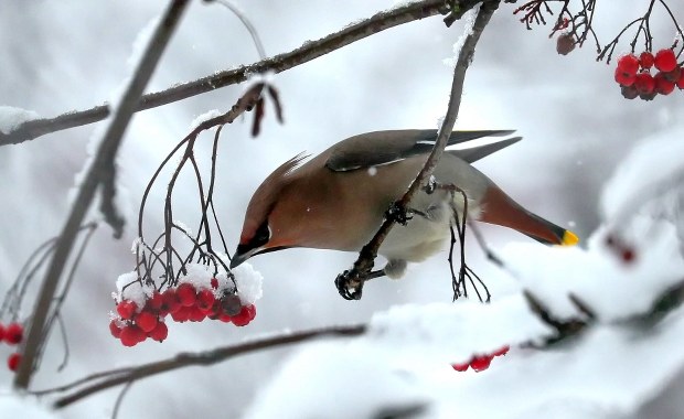 Pojawiły się pierwsze zimowe ptaki 