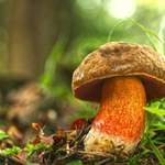 Pojawiły się wcześniej niż zwykle. Wysyp grzybów w Bieszczadach